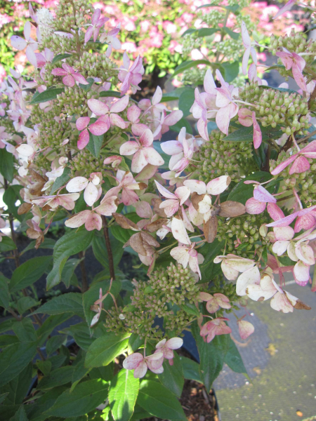 Hydrangea paniculata Confetti 2